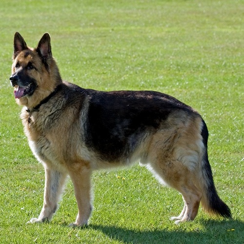 displasia coxofemoral em cães 