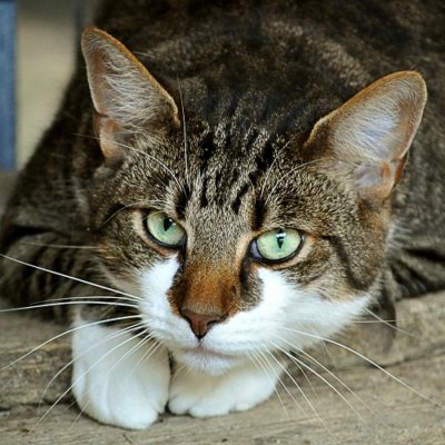 Como RELAXAR um GATO ESTRESSADO 🐱 Reduza o Estresse em Gatos! 