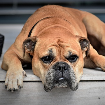 Doenças mais comuns em cães da raça Boxer