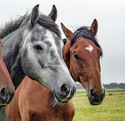 Uma pessoa andando a cavalo está pulando uma cerca.