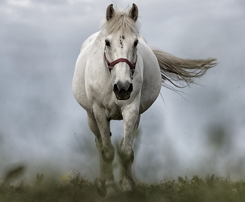 Cavalo esportivo pulando de estilo