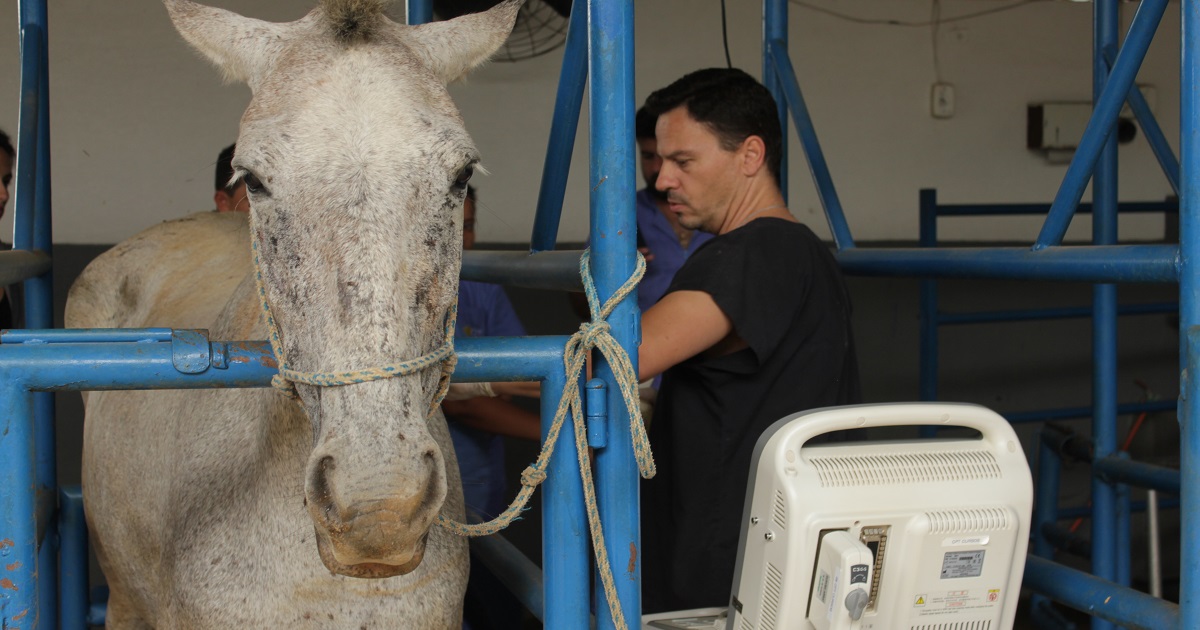 Cólica equina: conheça os tipos mais comuns e diagnóstico